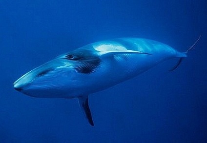 Квакеры - киты полосатики